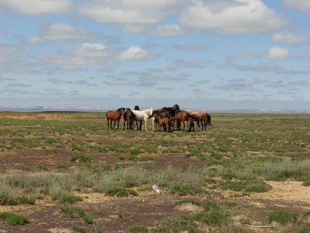 Steppe d'Aral