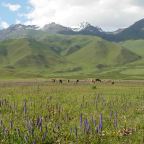 Le Ferghana kirghize