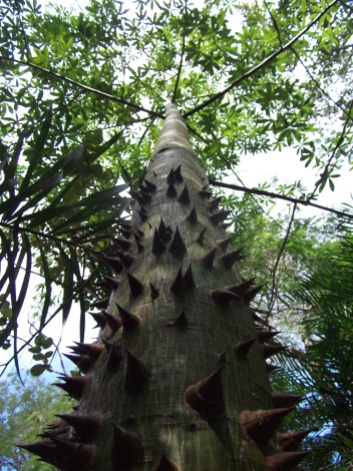 Fromager, Kaokier - Ceiba pentandra